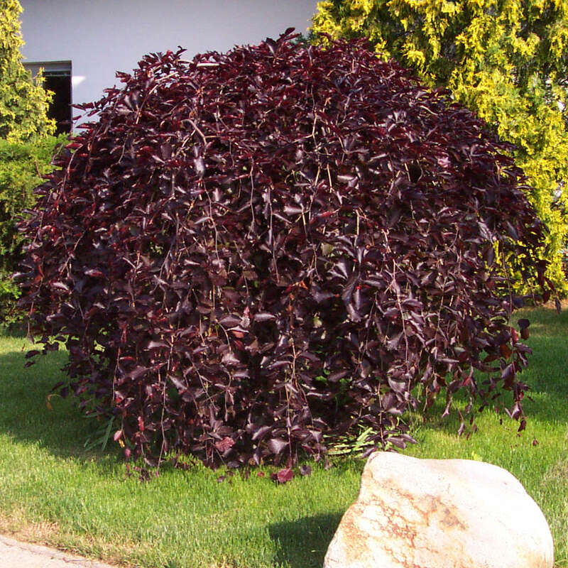 fargesia formidable Fargesia Robusta Formidable — Grasslands Nursery main image 1