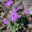 Primula hirsuta: Bild 2/2