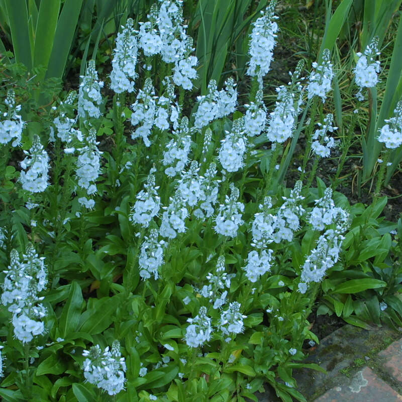 Kriech-Ehrenpreis - Veronica prostrata 'Blue Sheen' - blau