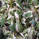 Cornus alternifolia 'Argentea' - Weißbunter Zwerg-Etagenthartriegel
