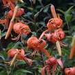 Lilium tigrinum (lancifolium splendens): Bild 3/3