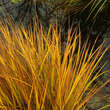 Panicum virgatum 'Hänse Herms': Bild 2/2