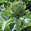 Cynara 'Große Grüne von Neapel': Bild 6/8