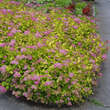 Spiraea japonica 'Goldflame': Bild 1/5