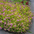 Spiraea japonica 'Goldflame': Bild 1/5