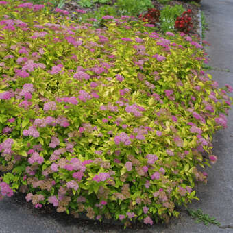 Spiraea japonica 'Goldflame'
