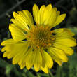 Gaillardia 'Chloe': Bild 1/1