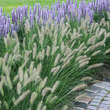 Pennisetum alopecuroides: Bild 6/8