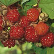 Rubus idaeus 'Dormans Red': Bild 1/4