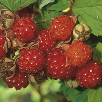 Rubus idaeus 'Dormans Red'