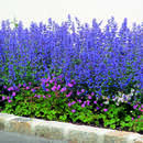 Nepeta faassenii 'Six Hills Giant' - Katzenminze