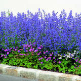 Nepeta faassenii 'Six Hills Giant' - Katzenminze