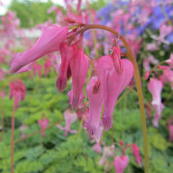 Dicentra formosa 'Adrian Bloom'