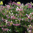 Lonicera heckrottii: Bild 2/3