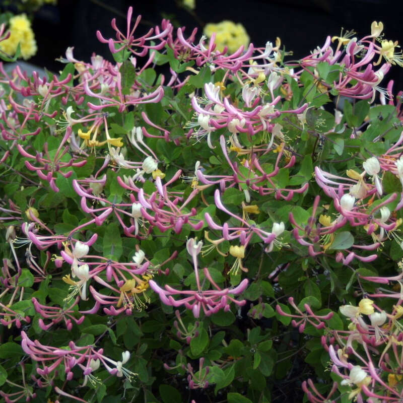 Schlingendes Geiblatt - Lonicera heckrottii - mehrfrbig