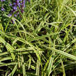 Carex 'Vanilla Ice': Bild 1/3