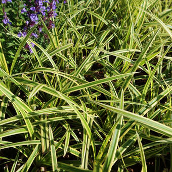 Carex 'Vanilla Ice'