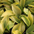 Hosta 'Zounds': Bild 1/1