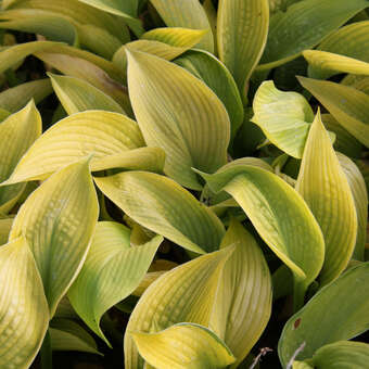 Hosta 'Zounds'