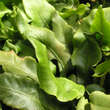 Asplenium scolopendrium 'Undulatum': Bild 1/1