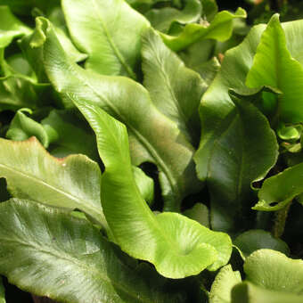 Asplenium scolopendrium 'Undulatum'