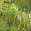 Geschlitzter Fächerahorn - Acer palmatum 'Palmatifidum'