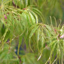 Acer palmatum 'Palmatifidum'  H100+ - Geschlitzter Fächerahorn