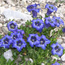Gentiana acaulis - Enzian