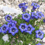 Gentiana acaulis - Enzian