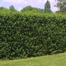 Ligustrum vulgare 'Atrovirens' - Aufrechter Liguster