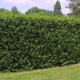 Ligustrum vulgare 'Atrovirens' - Aufrechter Liguster