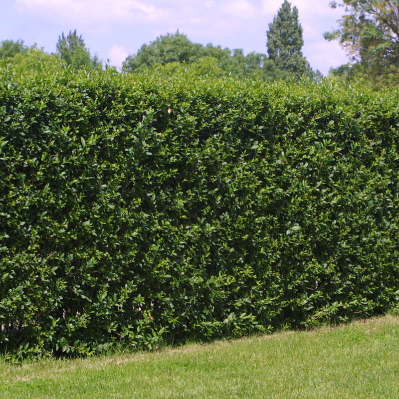 Aufrechter Liguster - Ligustrum vulgare 'Atrovirens' in Baumschulqualitt  aus sterreich kaufen
