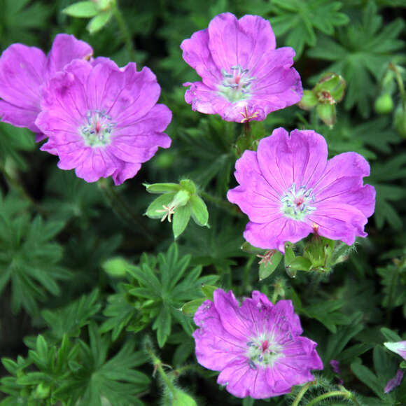 Storchschnabel Geranium Sanguineum Max Frei Rosa storchschnabel-geranium-sanguineum-max-frei-rosa