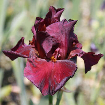 Iris germ. 'Saturday Night Live'