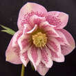 Helleborus or. 'Spring Wonder': Bild 1/2