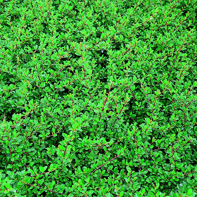 Kriechmispel - Cotoneaster dammeri ‘Eichholz’ - weiß