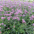 Verbena bonariensis 'Lollipop': Bild 2/2