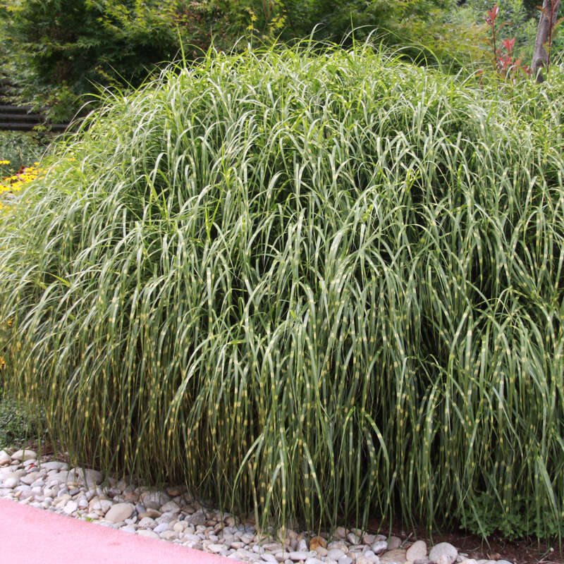 Chinaschilf, Zebragras - Miscanthus sinensis 'Zebrinus'