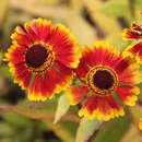 Helenium 'Biedermeier' - Sonnenbraut