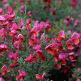 Cytisus 'Burkwoodii' - Ginster