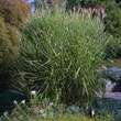 Miscanthus sinensis 'Strictus': Bild 7/7