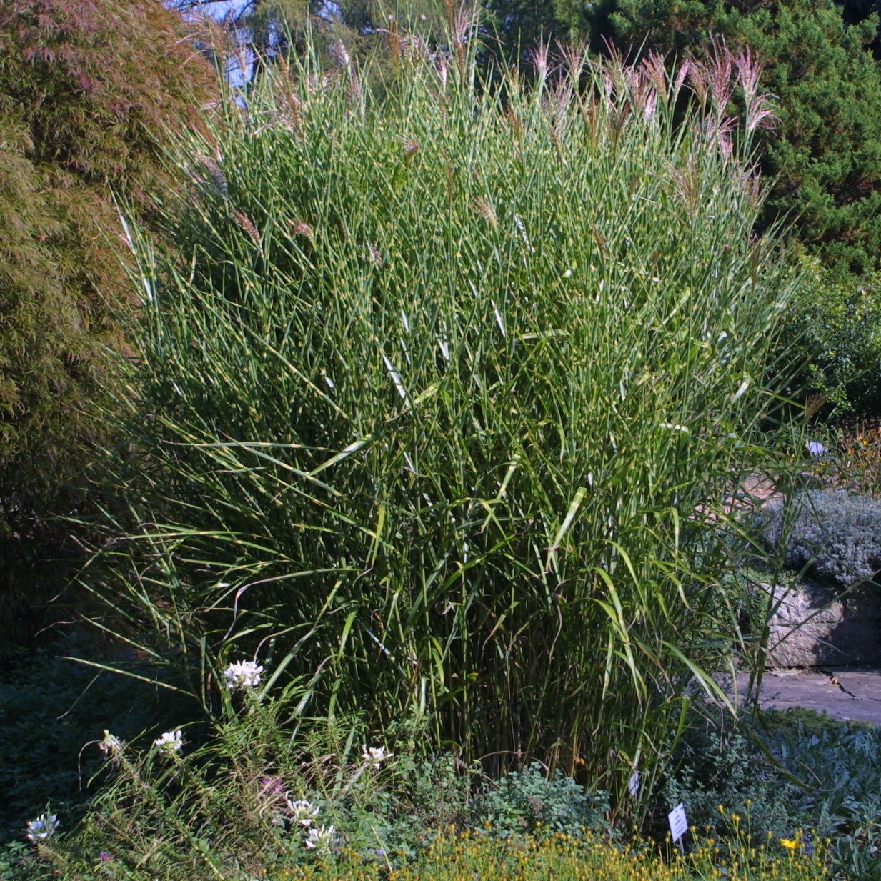 Miscanthus Sinensis Strictus