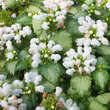 Lamium maculatum 'White Nancy': Bild 2/3