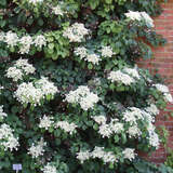 Hydrangea anomala petiolaris - Kletterhortensie