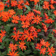 Lychnis arkwrightii 'Vesuvius': Bild 5/5