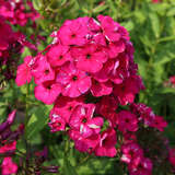 Phlox paniculata 'Deep Purple' - Hoher Gartenphlox