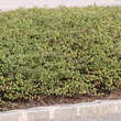 Symphoricarpos chenaultii 'Hancock': Bild 1/4