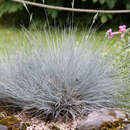 Festuca glauca 'Silberreiher' - Blauschwingel