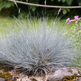 Festuca glauca 'Silberreiher' - Blauschwingel