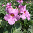 Incarvillea delavayi: Bild 2/3